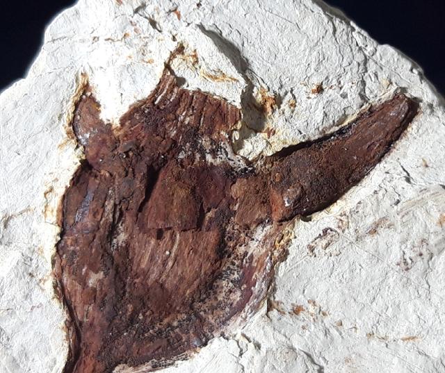 Hemitrapa heissigii GREGOR 1982 (Wassernuss) - Bild © FossNet FossilienStore